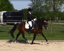 dressage horse Erlkönig (Westphalian, 2008, from Ehrenpreis)