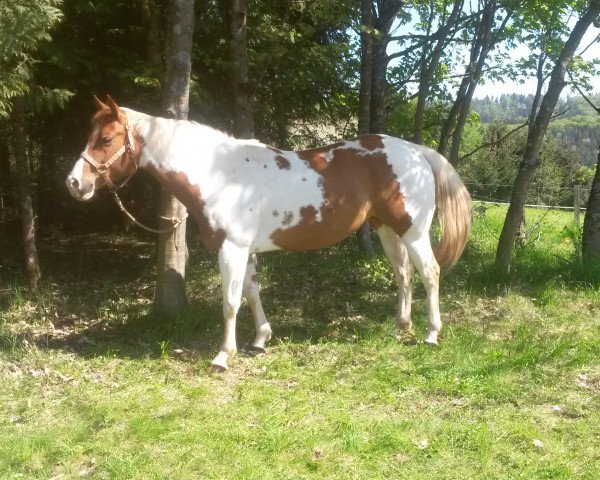 Zuchtstute Buddy Indian Stardust (Paint Horse, 2008, von Impish) Zuchtstute Buddy Indian Stardust (Paint Horse, 2008, von Impish)