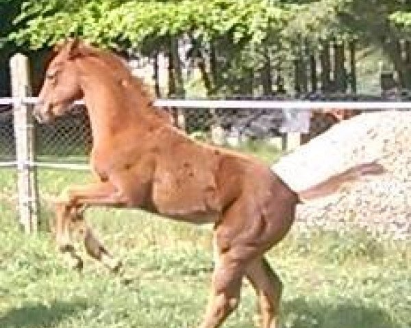 horse First Lady (German Sport Horse, 2016, from Flanell)