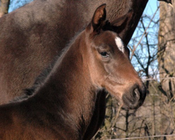 horse Duarte von Worrenberg (Hanoverian, 2014, from Dimaggio)