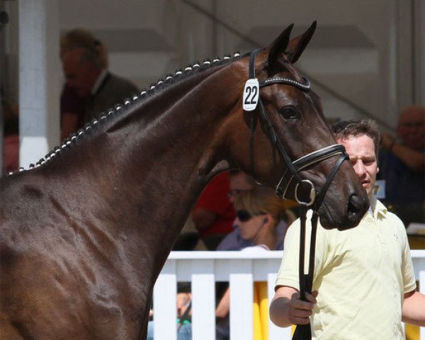 broodmare Luciana (Hanoverian, 2009, from Lauries Crusador xx)