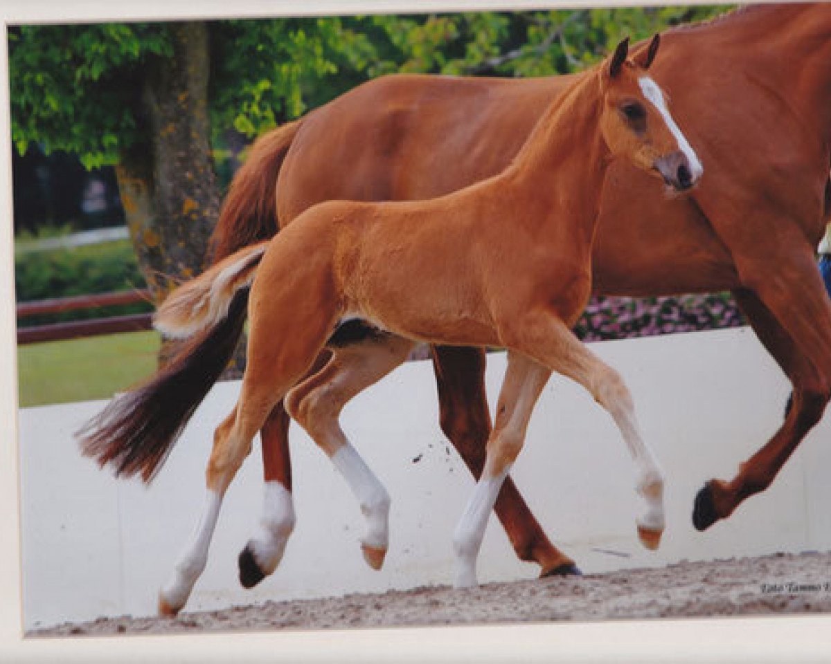 horse Lifetime (Hanoverian, 2010, from Londontime)