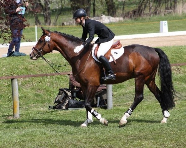 jumper Fidelio P (Rhinelander, 2011, from Feedback 16)
