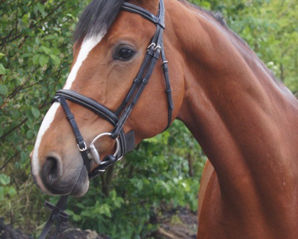 Springpferd Quinzilou (Hannoveraner, 2011, von Quintender 2) Springpferd Quinzilou (Hannoveraner, 2011, von Quintender 2)