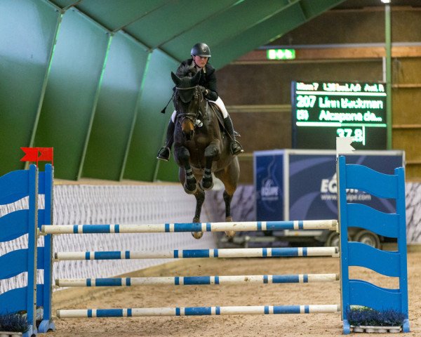 jumper Alcapone des Carmille (Selle Français, 2010, from Diamant de Semilly)