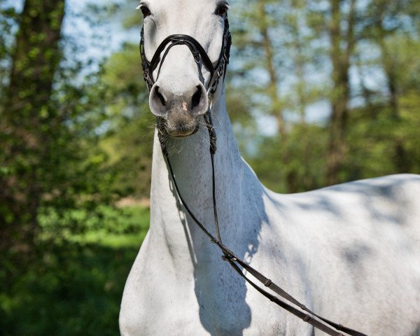 broodmare Charmonix (Hanoverian, 1996, from Calido I)