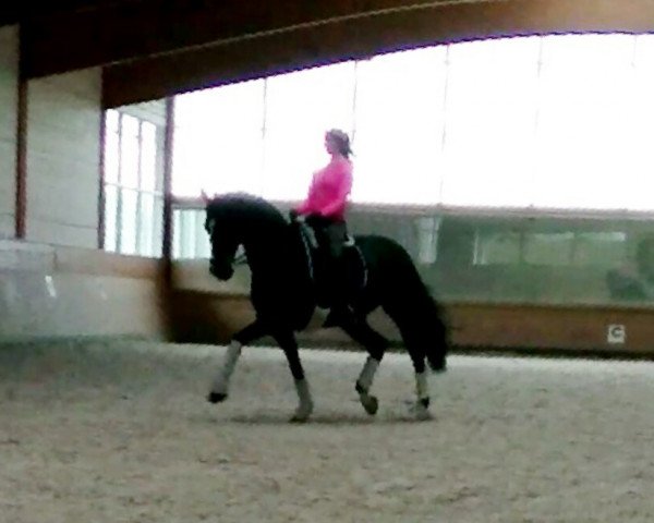Dressurpferd Don Hope (Hannoveraner, 2006, von Don Primero)