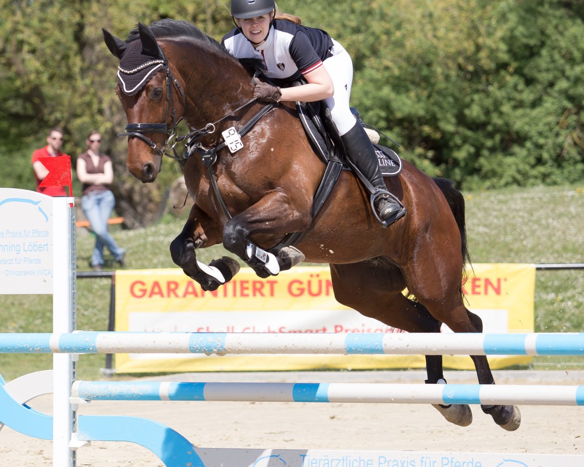 Springpferd Felicita (Westfale, 2007, von Fürst Piccolo)