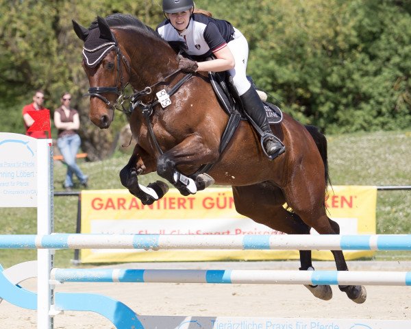 jumper Felicita (Westphalian, 2007, from Fürst Piccolo)