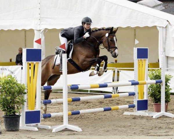 broodmare Polys Pearl (Rhinelander, 2011, from Polystar)