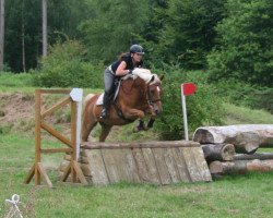 dressage horse Nelson S (German Riding Pony, 2002, from Nalet Stern ox)