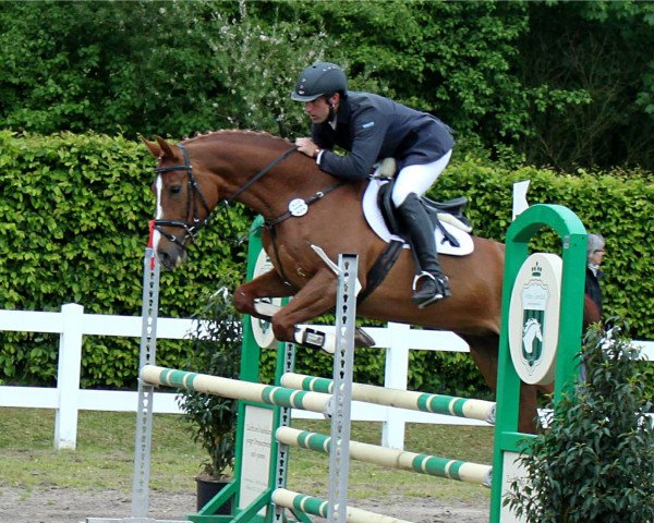 dressage horse Shamy (Oldenburg, 2010, from Super Tyme)