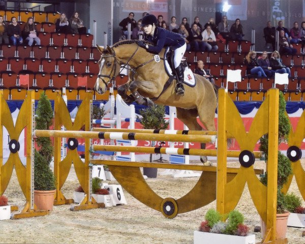 jumper Cassey S (Holsteiner, 2003, from Cardino)