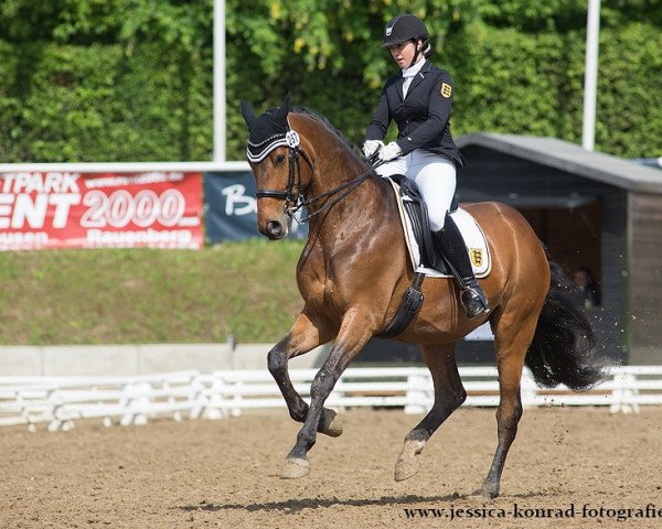 dressage horse Rockingham FBW (Württemberger, 2007, from Rockwell)