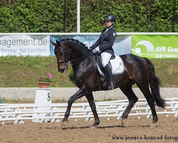 dressage horse Double Diamond II (Swedish Warmblood, 2003, from Don Primero)