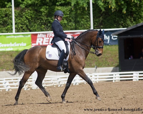 dressage horse Dawn 9 (Hanoverian, 2008, from Diamond Hit)