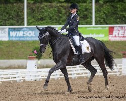 dressage horse Sandro Boy 13 (Westphalian, 2009, from Sunny-Boy)