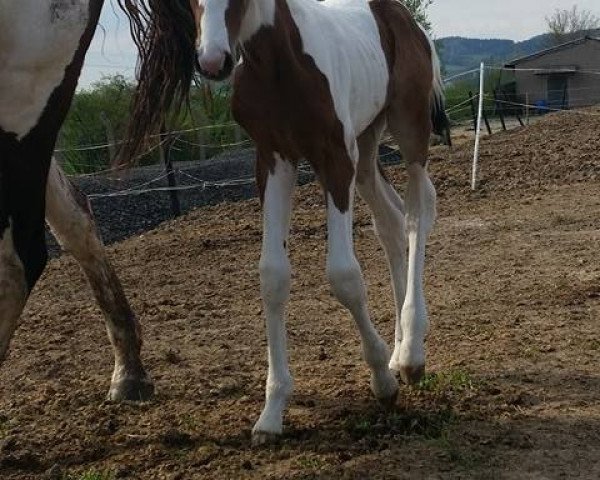 horse BL'S Insinia (Pinto with riding horses pedigree, 2016, from Spezial Color R)