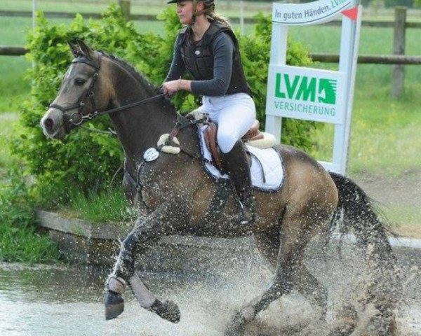 jumper Tabaluga 254 (Welsh-Pony (Section B), 2012, from Tizian)