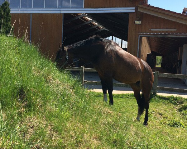 dressage horse Curly Sue 87 (Holsteiner, 2001, from Carpaccio) dressage horse Curly Sue 87 (Holsteiner, 2001, from Carpaccio)