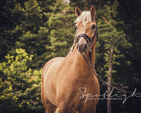dressage horse Nadino 16 (Haflinger, 2009, from Ninjo)