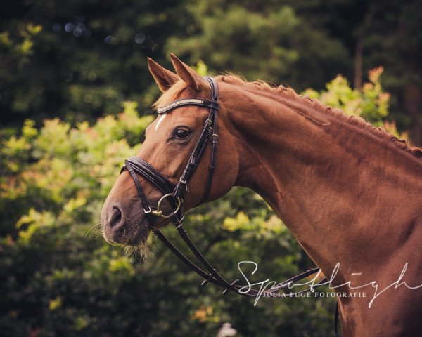 broodmare Wellone (Hanoverian, 2005, from Weltregent H)