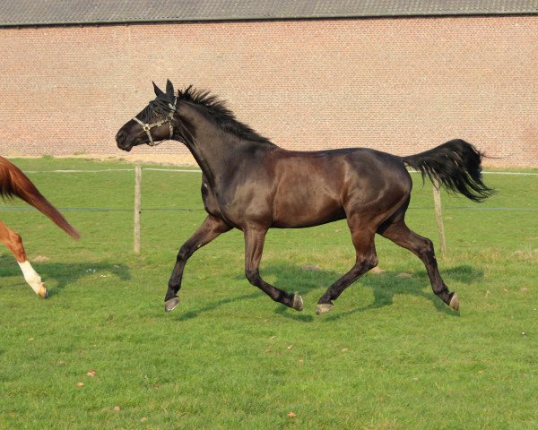 jumper Rubinello 7 (Rhinelander, 2006, from Rubin Royal OLD)
