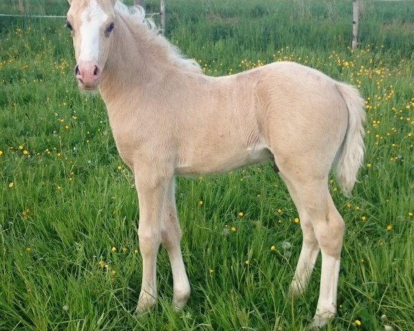 dressage horse Dem Golden Slippers (German Riding Pony, 2016, from Diamond Touch NRW)