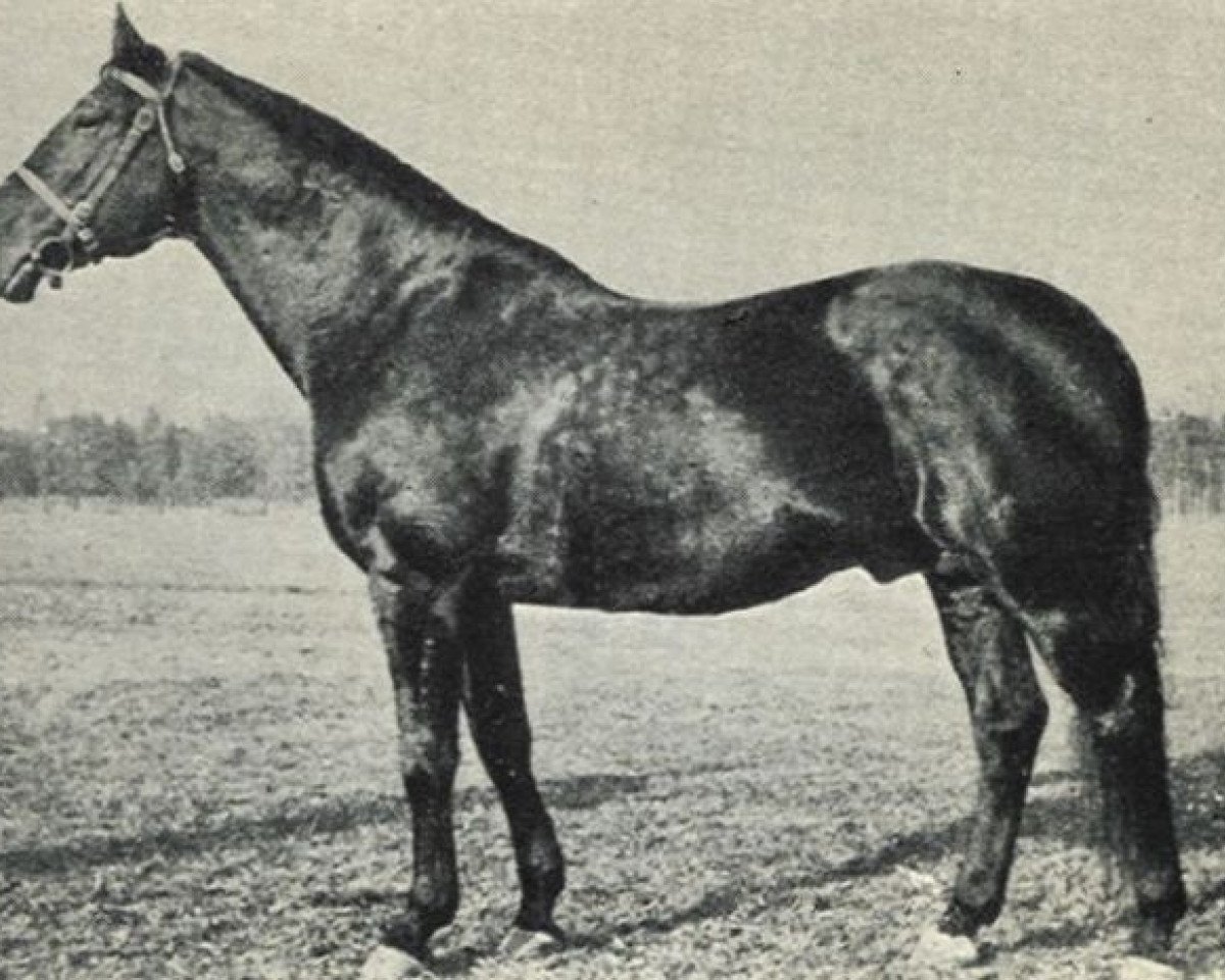 Deckhengst 360 Przedswit VIII-5 (Przedswit, 1931, von 82 Przedświt VIII)
