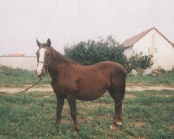 broodmare Alpaka (unknown, 1975, from 2613 Przedswit III-2)