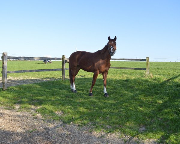 horse Cadeaux de Camirez (Westphalian, 2007, from Camirez L)
