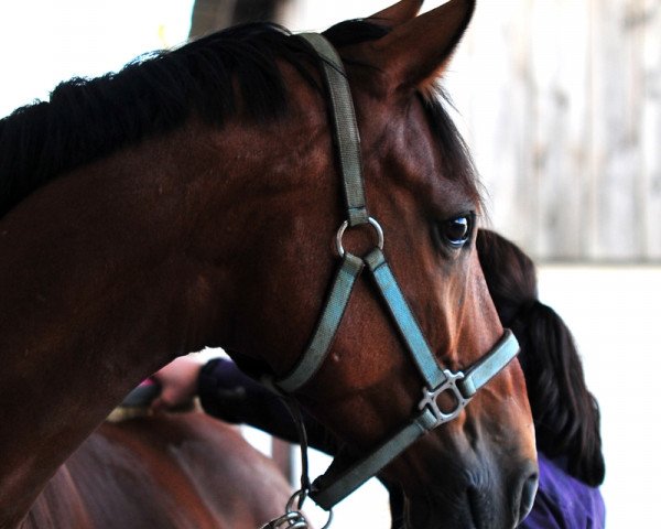 horse Fancy Ferris (Westphalian, 2006, from Flovino)