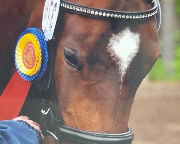dressage horse Just do it 19 (German Riding Pony, 2006, from Offshore Energy R)