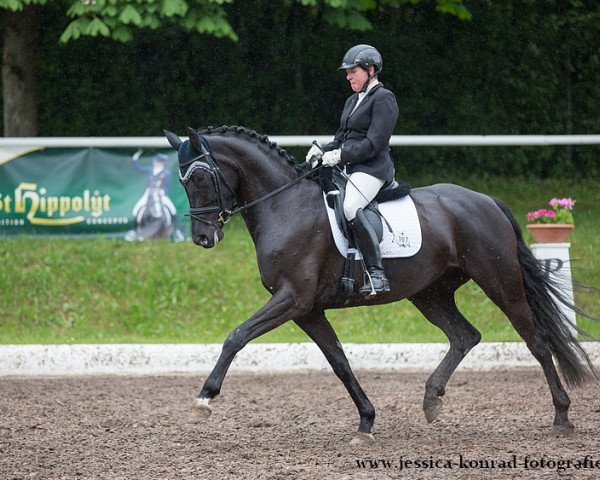 Dressurpferd Echt Stark 3 (Oldenburger, 2011, von Royal Highness)