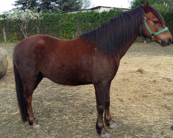 dressage horse Kranichhof's Gildo (Welsh-Pony (Section B), 2007, from Moorkieker Gildas)
