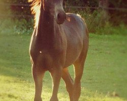 Springpferd Captain Cool 12 (Deutsches Reitpony, 2015, von Cullerauge MSH)