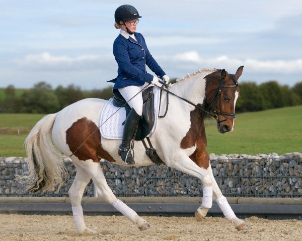 Zuchtstute Oralee (Deutsches Reitpony, 2012, von Omlor'S Kiesboy)