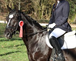 dressage horse Lion Ferro (Hanoverian, 2003, from Likoto xx)
