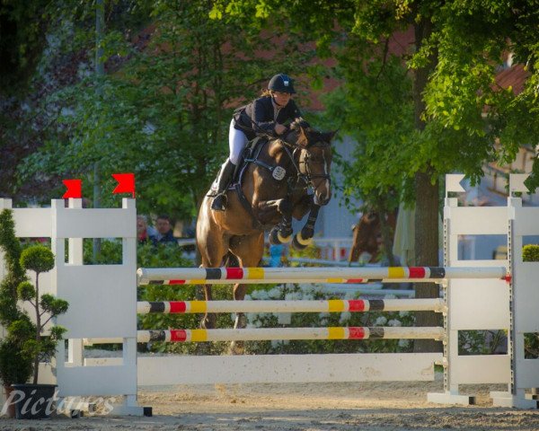 jumper PSG Petit Prince (Oldenburg, 2001, from Acobat II)
