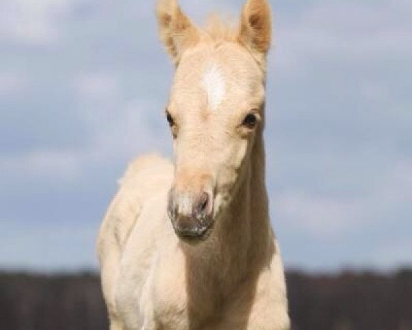 horse MSA Golden Dancer Junior (German Riding Pony, 2015, from Centauro's Golden Flashlight)