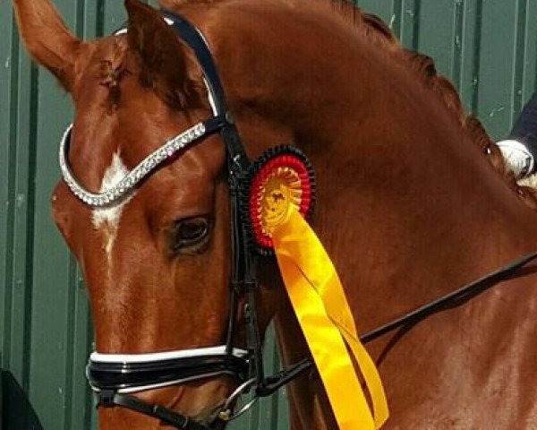 dressage horse Quel Charmeur Ga (Hanoverian, 2013, from Quaterhall)
