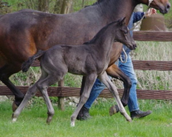broodmare Stute von Belstaff / Hochadel (Hanoverian, 2012, from Belstaff)