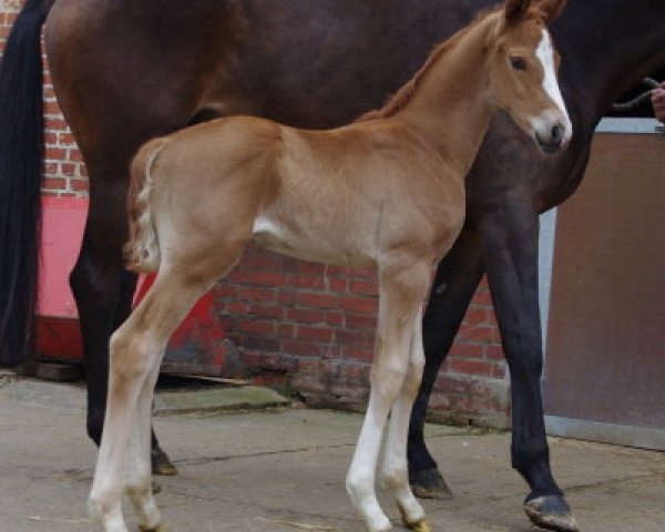 dressage horse D'Avie 3 (Hanoverian, 2013, from Deveraux 3)