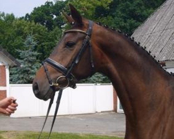 broodmare Highlight (Hanoverian, 2005, from Hochadel)
