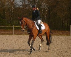 broodmare Daily News 8 (Holsteiner, 2011, from Quo Vados I)