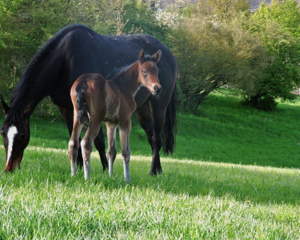 jumper Kandis W (Oldenburg show jumper, 2016, from Kannan)