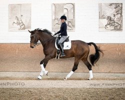 dressage horse Bohemian Rapsodie XM (Austrian Warmblood, 2009, from Bandolero)