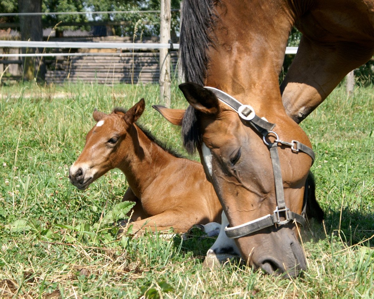 broodmare Warinia (Hanoverian, 1993, from Wanderer)