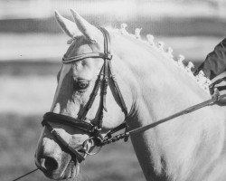dressage horse Sand Valley Curley (Quarter Horse, 1997, from Liberty Bee Fifty)
