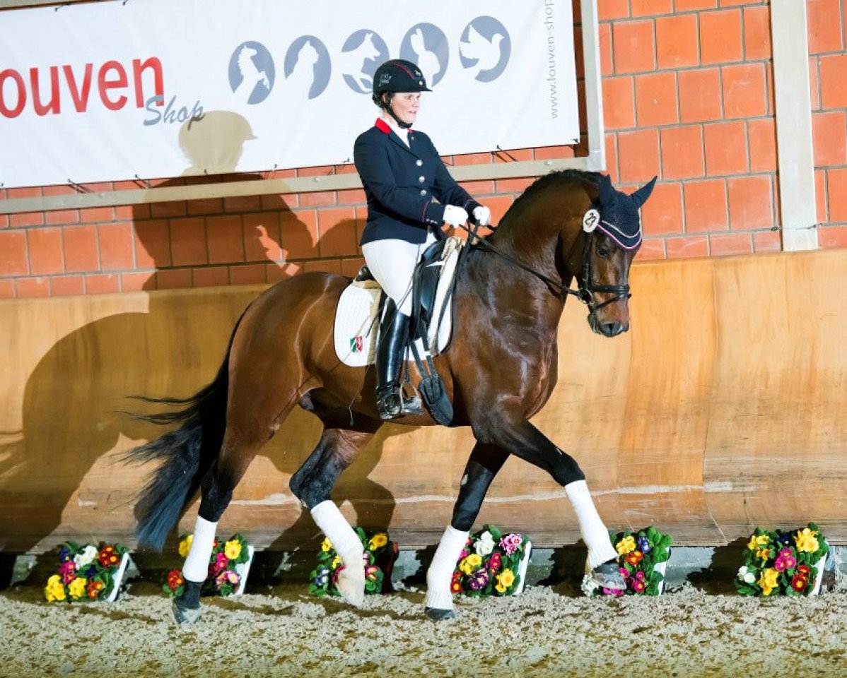 Deckhengst Flashdance (Westfale, 2011, von First Selection)